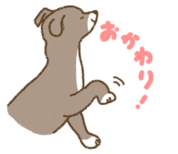 Italian Greyhound<Dog breed> sticker #15045688