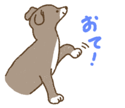 Italian Greyhound<Dog breed> sticker #15045689