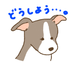 Italian Greyhound<Dog breed> sticker #15045713