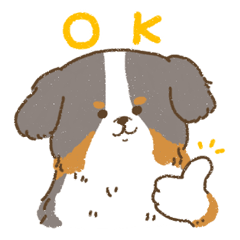 Bernese Mountain Dog<Dog breed>