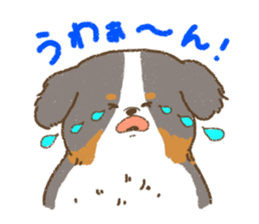 Bernese Mountain Dog<Dog breed> sticker #15046385