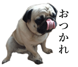 Dog Sticker Collection sticker #15047173