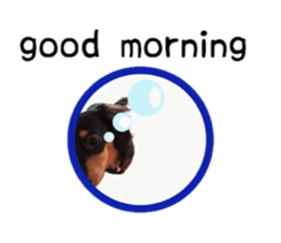 A miniature dachshund KOHARU English.ver sticker #15047364