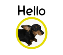 A miniature dachshund KOHARU English.ver sticker #15047365