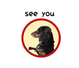 A miniature dachshund KOHARU English.ver sticker #15047367