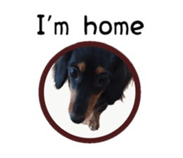 A miniature dachshund KOHARU English.ver sticker #15047368