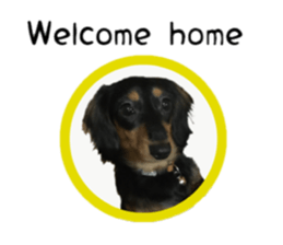A miniature dachshund KOHARU English.ver sticker #15047369