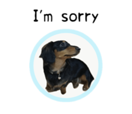 A miniature dachshund KOHARU English.ver sticker #15047370