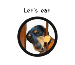 A miniature dachshund KOHARU English.ver sticker #15047372