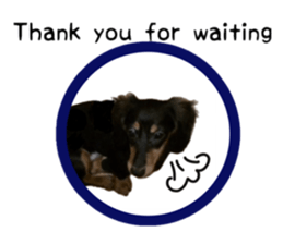 A miniature dachshund KOHARU English.ver sticker #15047376