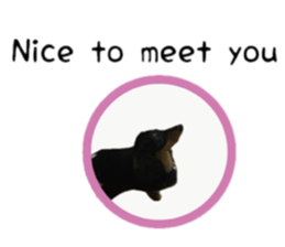 A miniature dachshund KOHARU English.ver sticker #15047377