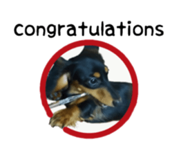 A miniature dachshund KOHARU English.ver sticker #15047378
