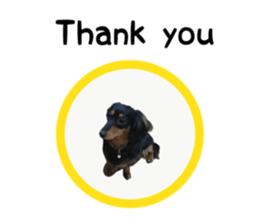 A miniature dachshund KOHARU English.ver sticker #15047379