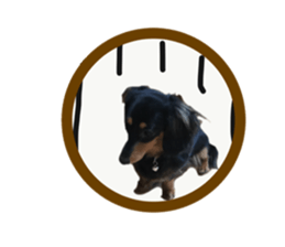 A miniature dachshund KOHARU English.ver sticker #15047381