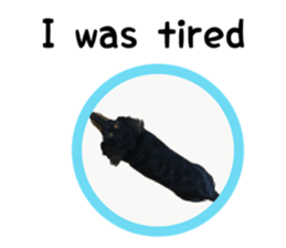 A miniature dachshund KOHARU English.ver sticker #15047382