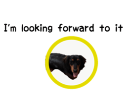 A miniature dachshund KOHARU English.ver sticker #15047383