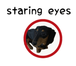 A miniature dachshund KOHARU English.ver sticker #15047386