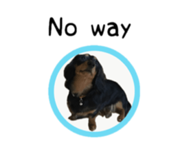 A miniature dachshund KOHARU English.ver sticker #15047387