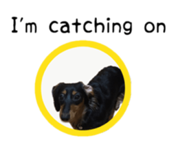 A miniature dachshund KOHARU English.ver sticker #15047390