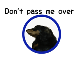 A miniature dachshund KOHARU English.ver sticker #15047392