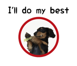 A miniature dachshund KOHARU English.ver sticker #15047397