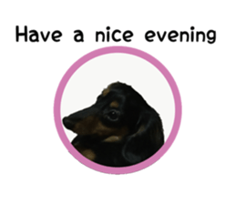 A miniature dachshund KOHARU English.ver sticker #15047398