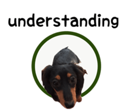 A miniature dachshund KOHARU English.ver sticker #15047400