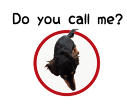 A miniature dachshund KOHARU English.ver sticker #15047401