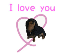 A miniature dachshund KOHARU English.ver sticker #15047403
