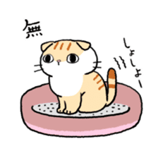 Scottish Fold<Cat sticker> sticker #15048203