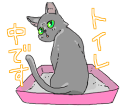 Russian Blue<Cat sticker> sticker #15048971