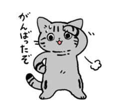 American Shorthair<Cat sticker> sticker #15049160
