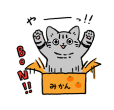 American Shorthair<Cat sticker> sticker #15049163
