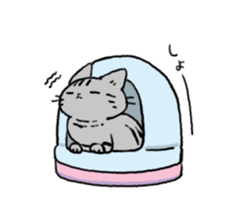 American Shorthair<Cat sticker> sticker #15049171
