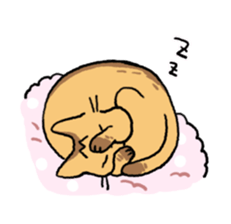 Abyssinian<Cat sticker> sticker #15049471