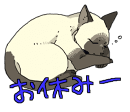 Siamese<Cat sticker> sticker #15049889