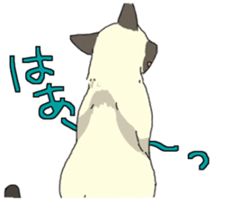 Siamese<Cat sticker> sticker #15049890