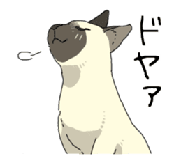 Siamese<Cat sticker> sticker #15049898