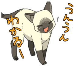 Siamese<Cat sticker> sticker #15049906