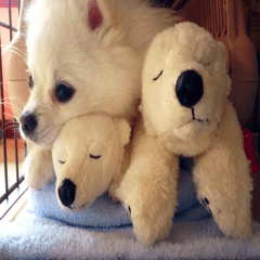 A white pomeranian 2