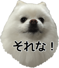 A white pomeranian 2 sticker #15049924