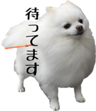 A white pomeranian 2 sticker #15049925