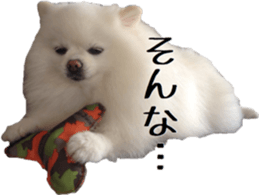 A white pomeranian 2 sticker #15049926