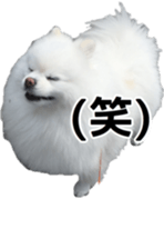 A white pomeranian 2 sticker #15049927