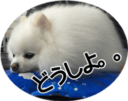 A white pomeranian 2 sticker #15049928