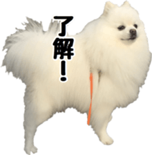 A white pomeranian 2 sticker #15049930