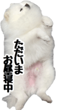 A white pomeranian 2 sticker #15049931