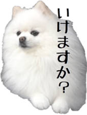 A white pomeranian 2 sticker #15049932