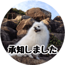 A white pomeranian 2 sticker #15049933