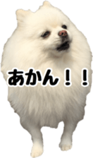 A white pomeranian 2 sticker #15049934